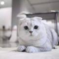 รูปโพรไฟล์ของ Memy4