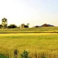 รูปโพรไฟล์ของ fookfookanja001