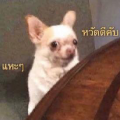 รูปโพรไฟล์ของ NATDA9981