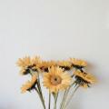 รูปโพรไฟล์ของ sunflower162