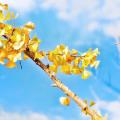 รูปโพรไฟล์ของ GinkgoYlw