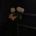 รูปโพรไฟล์ของ Rose_princess