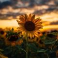 รูปโพรไฟล์ของ Sunflower_01