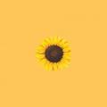 รูปโพรไฟล์ของ SunflowerSpace