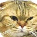 รูปโพรไฟล์ของ MayyanadCat