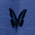 รูปโพรไฟล์ของ LonelyButterfly