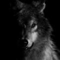 รูปโพรไฟล์ของ -BlackWolf-