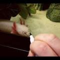 รูปโพรไฟล์ของ Axolotlqueen
