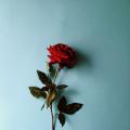 รูปโพรไฟล์ของ crimsonrose