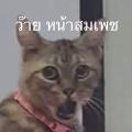 รูปโพรไฟล์ของ Rose_rainbow