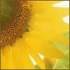 GaNoKnAn
