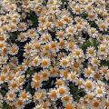 รูปโพรไฟล์ของ daisying