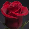 รูปโพรไฟล์ของ Rose-d