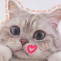 รูปโพรไฟล์ของ stupidcat3