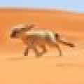 รูปโพรไฟล์ของ Desertfox1011