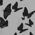 รูปโพรไฟล์ของ BLACKButterefly