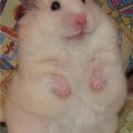 รูปโพรไฟล์ของ Mister_Hamster