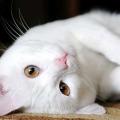 รูปโพรไฟล์ของ nuddasi121019
