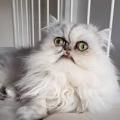 รูปโพรไฟล์ของ Cat-Nori