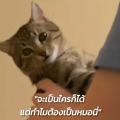 รูปโพรไฟล์ของ Comi-