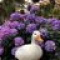 รูปโพรไฟล์ของ Serena-Chen3344