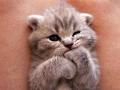 รูปโพรไฟล์ของ tangtangmeow