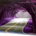 รูปโพรไฟล์ของ Lavender-Pastels