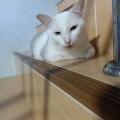 รูปโพรไฟล์ของ mew2571