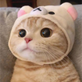รูปโพรไฟล์ของ CittleCat