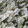 รูปโพรไฟล์ของ whiteheather