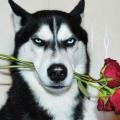 รูปโพรไฟล์ของ DOG_R0SE