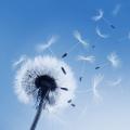 รูปโพรไฟล์ของ Dandelions_s