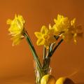 รูปโพรไฟล์ของ YellowDaffodil