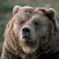 รูปโพรไฟล์ของ indigorangebear
