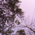 รูปโพรไฟล์ของ Oam_luse