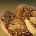 รูปโพรไฟล์ของ Grace_owl
