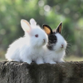 รูปโพรไฟล์ของ littlebunny45