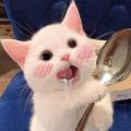 รูปโพรไฟล์ของ LovelyLittleCat
