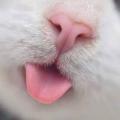 เศษธุลี