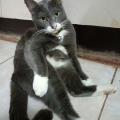 รูปโพรไฟล์ของ Fourcats