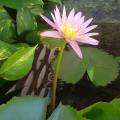 รูปโพรไฟล์ของ palelotus