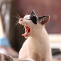 รูปโพรไฟล์ของ Mister-cat