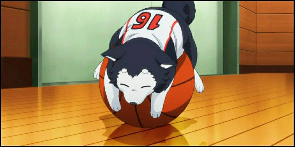ปกนิยาย Kuroko no basket