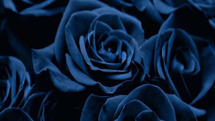 ปกคอลเล็กชัน ojicon🥀