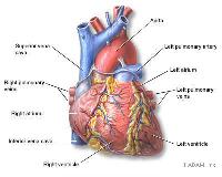 Heart Fail
