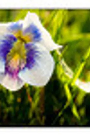 ปกนิยาย ย้อนกลับไปเมื่อห้วงหนึ่งของเวลา  