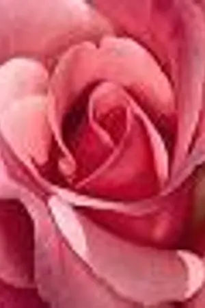 ปกนิยาย ~ Every thing : ข้อมูลดอกไม้ ~