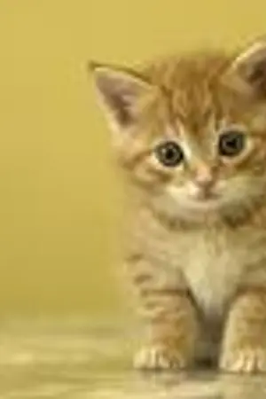 ปกนิยาย มอบหัวใจ...ฝากรักไว้ในมือเธอ(just hold my hand)