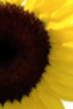 ปกนิยาย Sunshine Love story [Yaoi : BigBang]