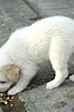 ปกนิยาย หมาน้อยกับเด็กน้อย